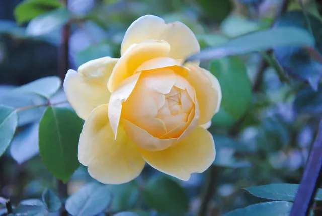 Jurlique Rose Hand Cream