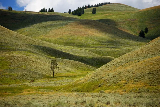 The New Threat to Wolves in and Around Yellowstone