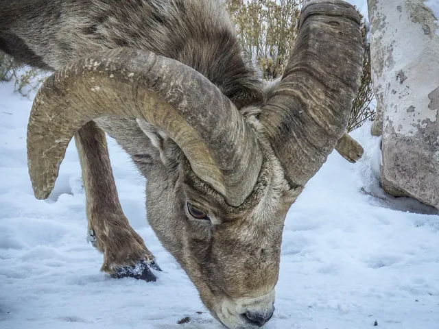The New Threat to Wolves in and Around Yellowstone
